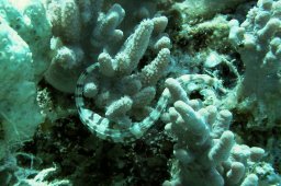 Schultz´s Seenadel (Corythoichthys schultzi)